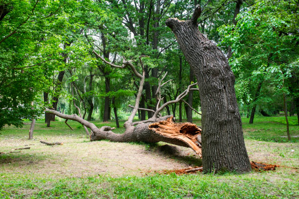 How Our Tree Care Process Works  in  Greendale, IN