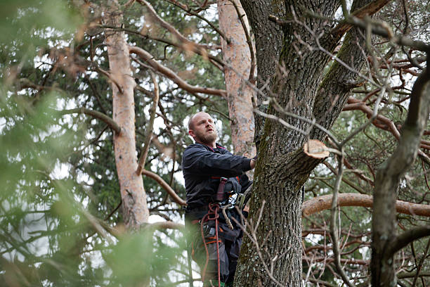Greendale, IN Tree Care Company