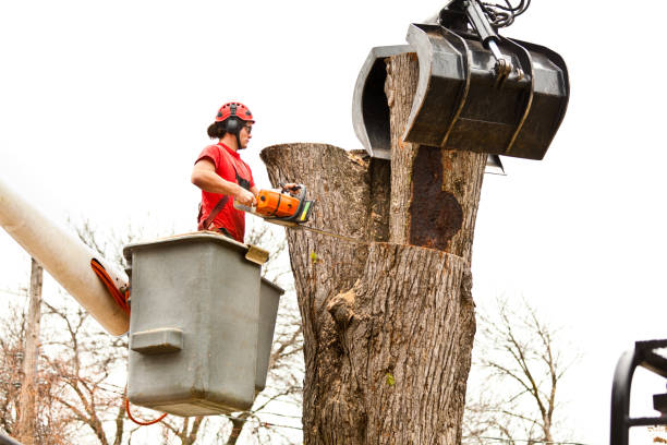 Best Tree Risk Assessment  in Greendale, IN